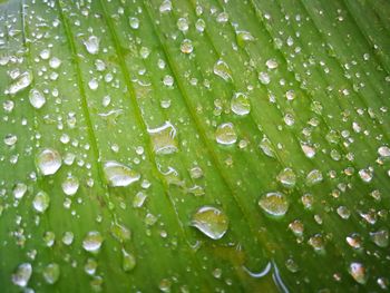 Full frame shot of raindrops on leaves