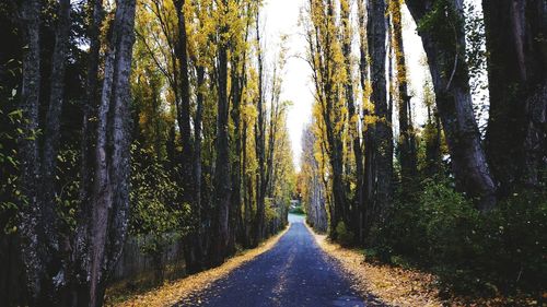 Empty road amidst trees during autumn