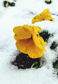 Close-up of yellow flower in snow