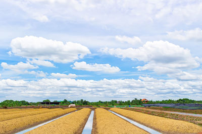 Scenic view of agricultural field against sky