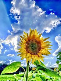 Close-up of sunflower against sky