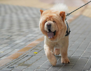 Portrait of a dog on footpath