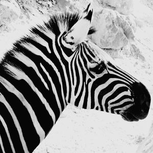 Close-up of a zebra