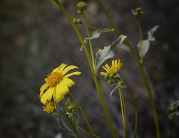 Close-up of yellow butterfly on plant