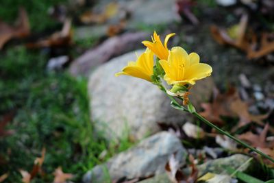 Close-up of yellow flowers blooming outdoors