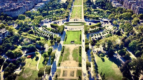 High angle view of plants