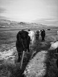 Group of horses on a frozen field