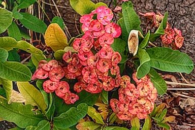 Close-up of pink flowers