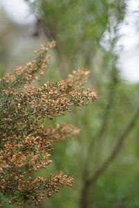 Close-up of flowering plant against tree