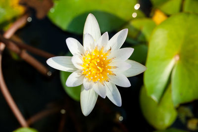 Close-up of white water lily