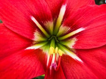 Close-up of red flower