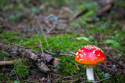 Close-up of fly agaric mushroom on field