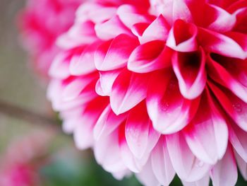 Close-up of pink flowers