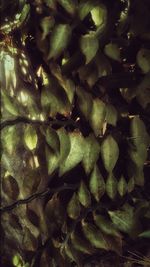 Full frame shot of green leaves