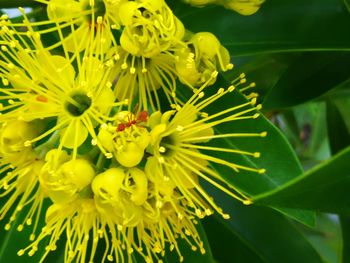 Close-up of yellow flowers blooming outdoors