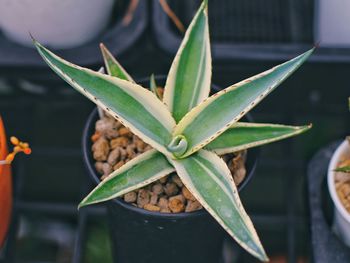 Close-up of succulent plant