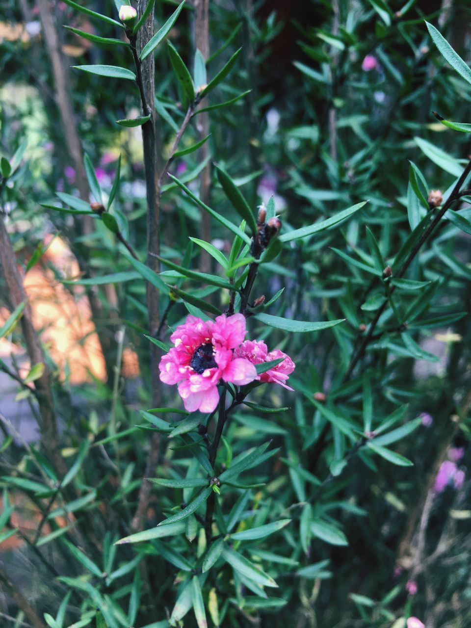 CLOSE-UP OF PINK FLOWERING PLANT ON LAND