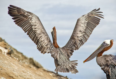 Low angle view of eagle flying against sky