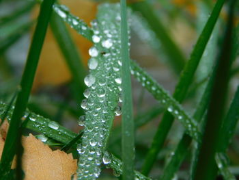 Close-up of wet plant leaves during rainy season
