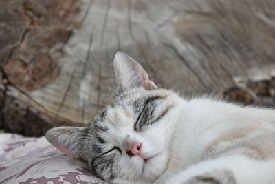 Close-up of cat sleeping on bed