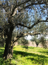 Tree on field