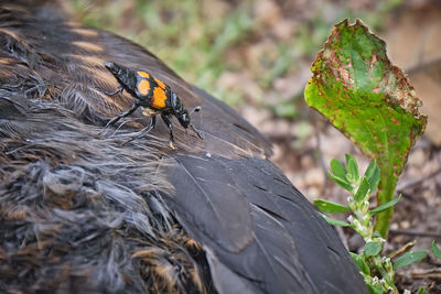 Close-up of butterfly on leaf in field