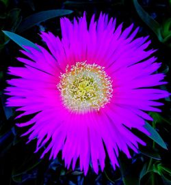 Close-up of flower blooming outdoors