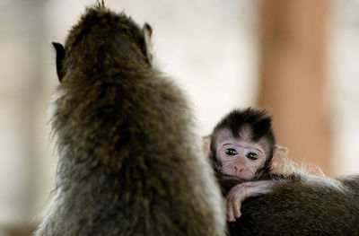 Close-up of two young looking away