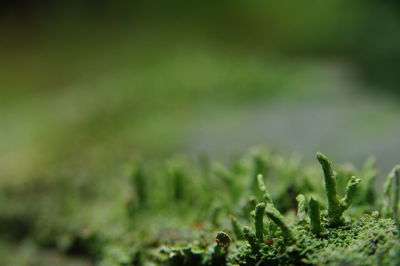 Close-up of moss growing on field