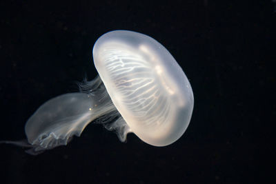 Close-up of jellyfish swimming in sea