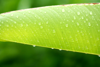 Close-up of water drops on leaves