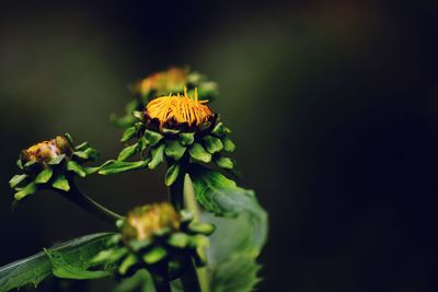 Close-up of flowering plant