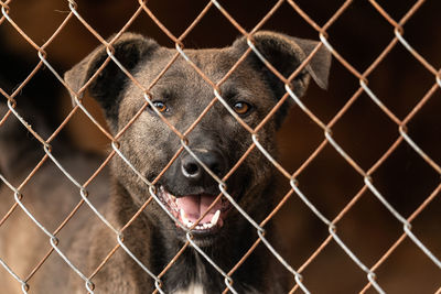 Close-up portrait of dog seen through chainlink fence