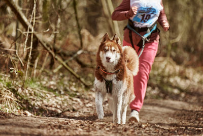 Portrait of dog running on field