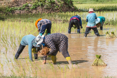 Farmers planting rice plants on field during monsoon