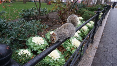 High angle view of squirrel on railing against plants
