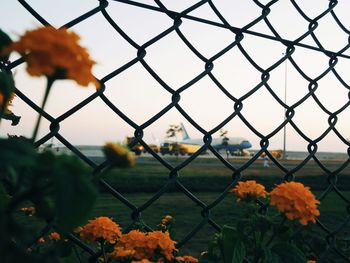 Close-up of flowers and chainlink fence against clear sky