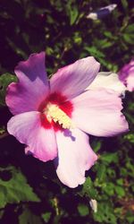 Close-up of pink flower