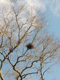 Low angle view of bird perching on tree against sky