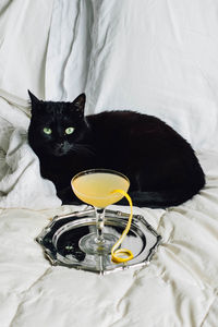 Black cat with yellow lemon cocktail on silver tray sitting on white bedding