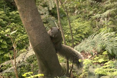 Lizard on tree