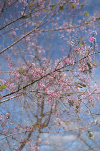 Low angle view of cherry blossoms in spring