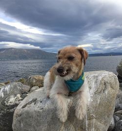 dog