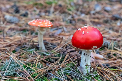 Close-up of fly agaric mushroom on field