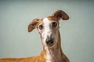 Close-up of dog against white background