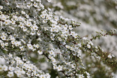 Close-up of white cherry blossoms in spring
