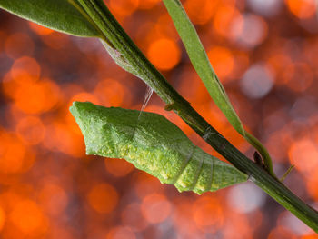 Close-up of leaves