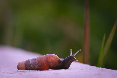 Close-up of snail on leaf