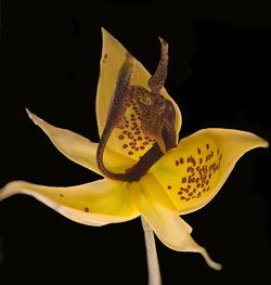 Close-up of flower over black background