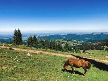 Horse in a field
